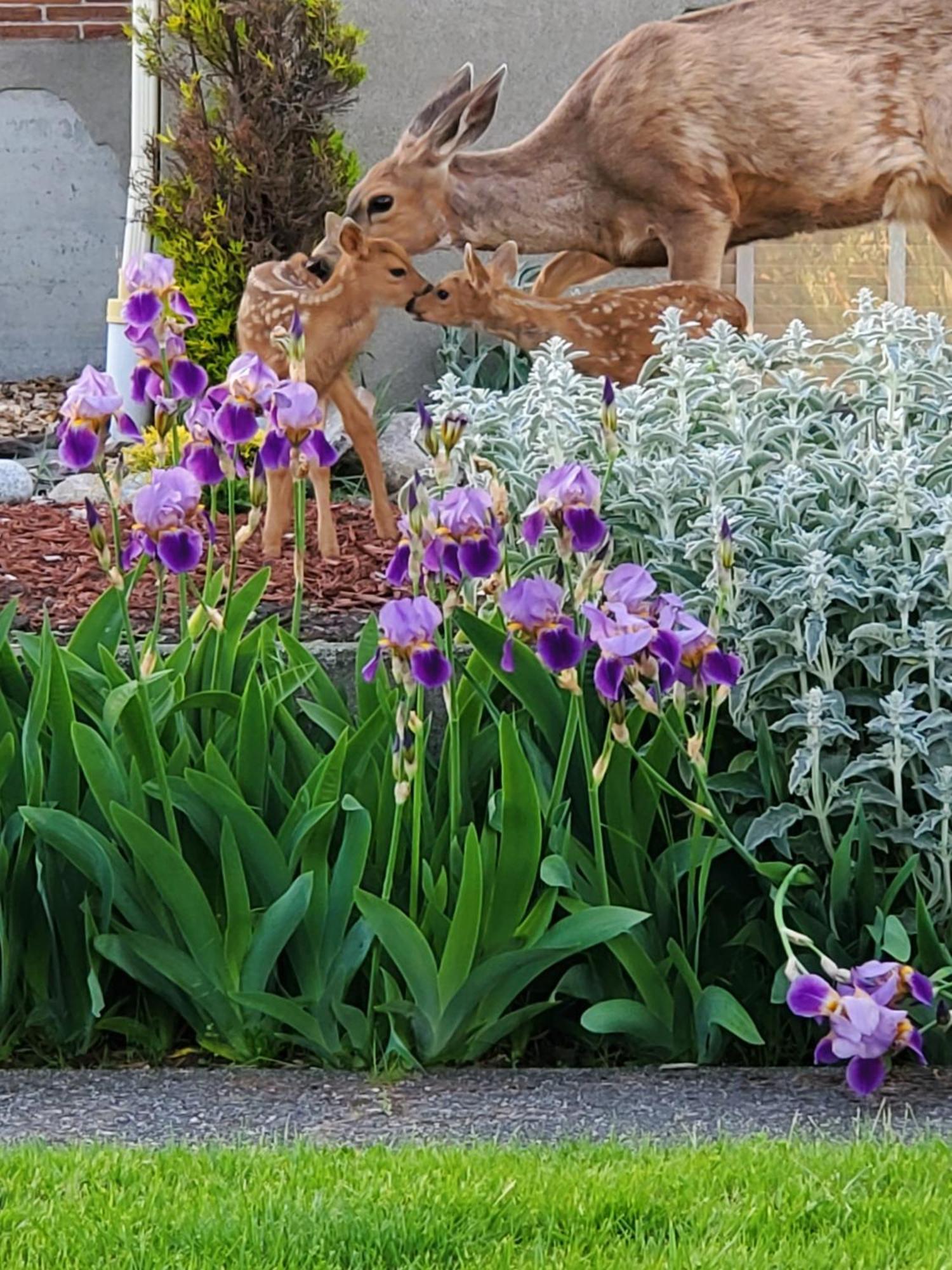 Adams Pragge House - Victorian Bed & Breakfast Port Townsend Esterno foto